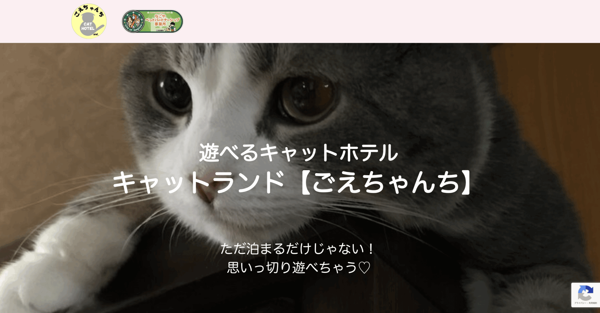 キャットホテル ごえちゃんち